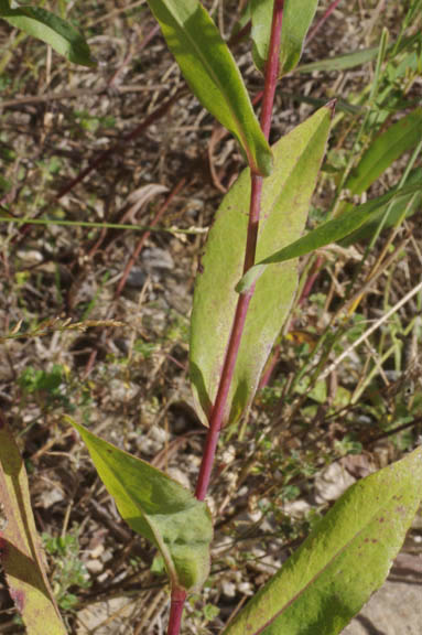 Symphyotrichum laeve (Aster laevis var. geyeri)